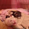 ferretlover29